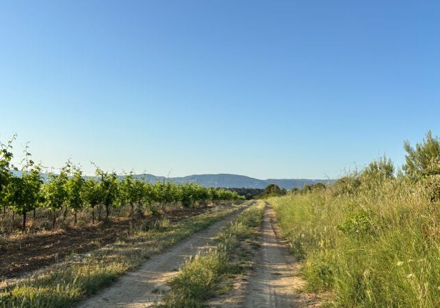 Dirt road in a field