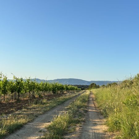 Dirt road in a field
