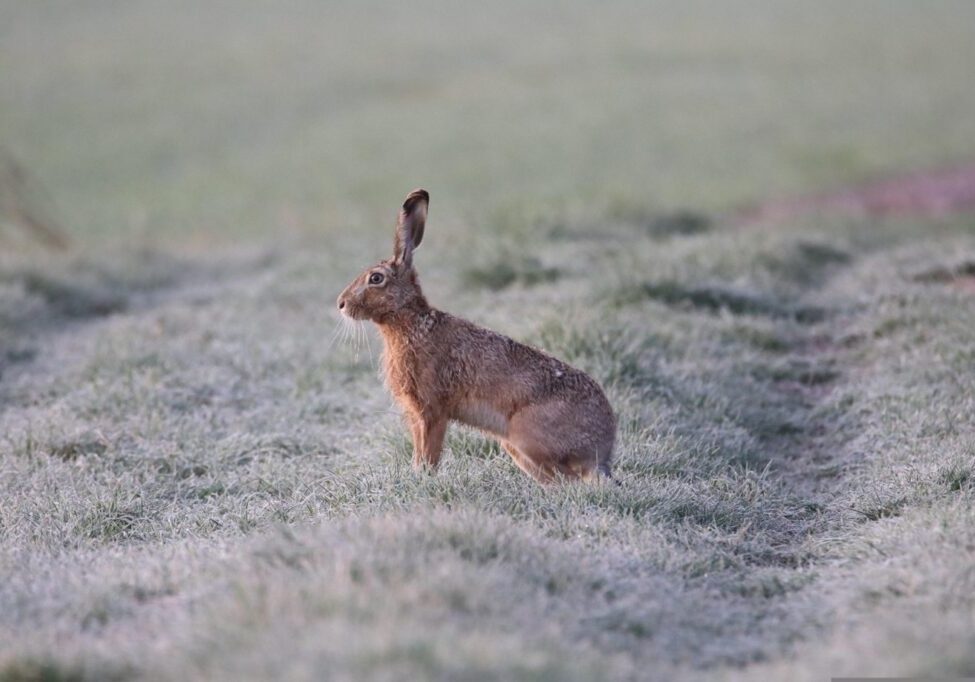 Hare sitting still in an open field