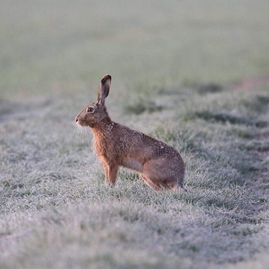 Hare sitting still in an open field