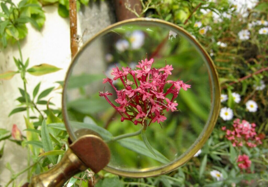 Magnifying glass hovering over a flower on a plant stem