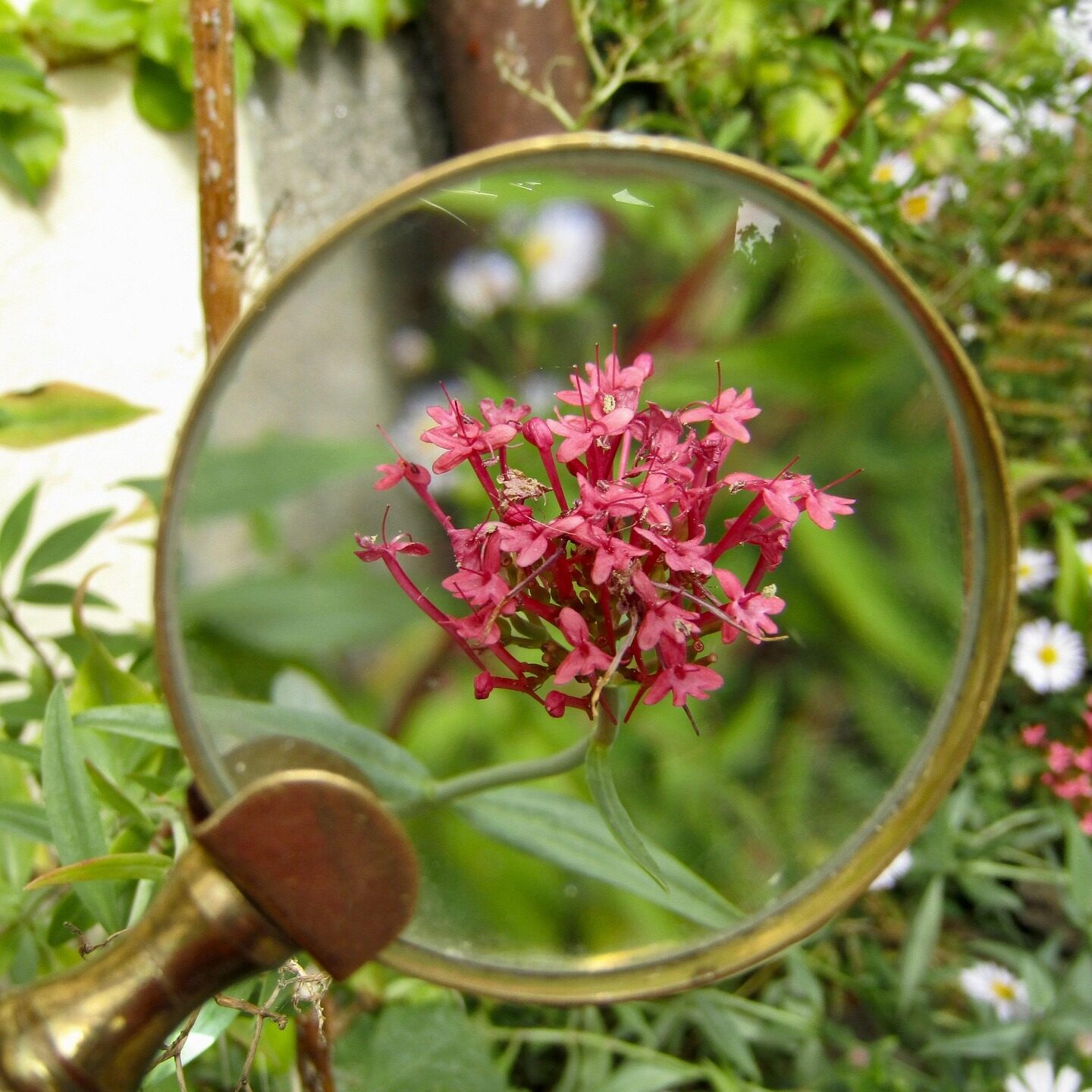 Magnifying glass hovering over a flower on a plant stem